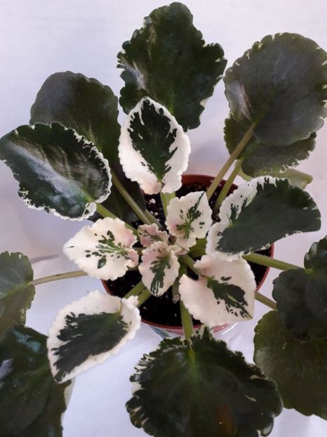  - VIOLETE IN COLECTIEpoze net----