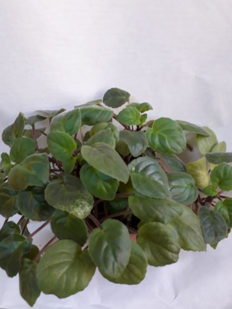  - VIOLETE IN COLECTIEpoze net----