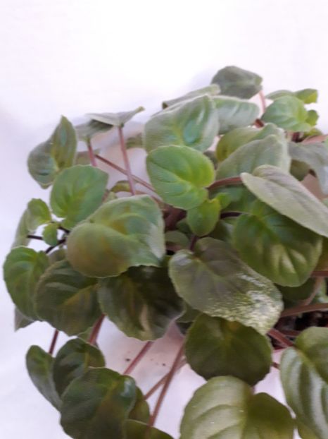  - VIOLETE IN COLECTIEpoze net----