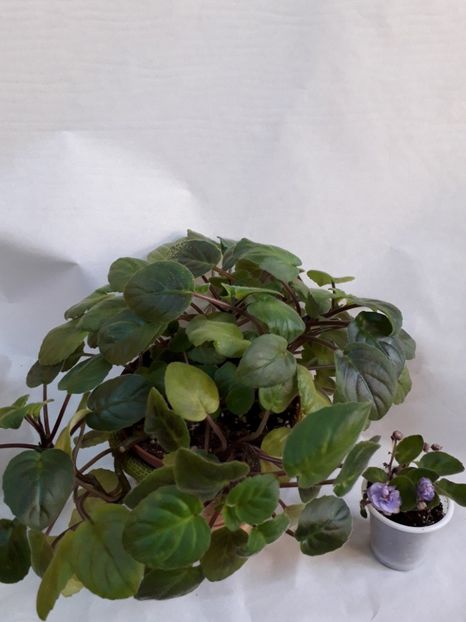  - VIOLETE IN COLECTIEpoze net----