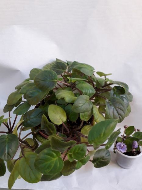  - VIOLETE IN COLECTIEpoze net----