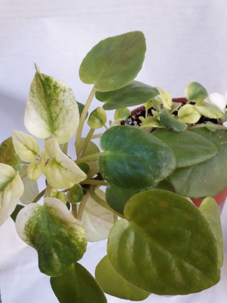  - VIOLETE IN COLECTIEpoze net----