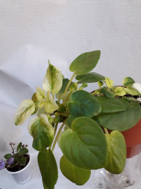  - VIOLETE IN COLECTIEpoze net----