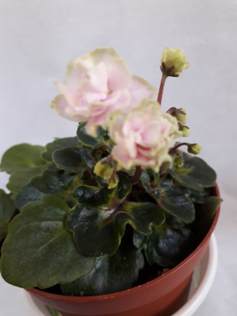  - VIOLETE IN COLECTIEpoze net----