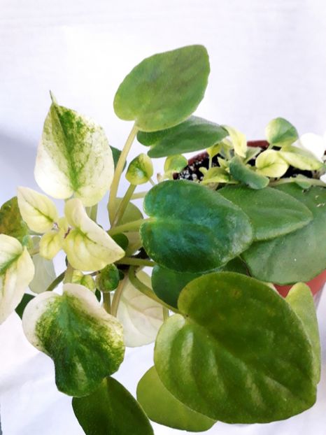  - VIOLETE IN COLECTIEpoze net----