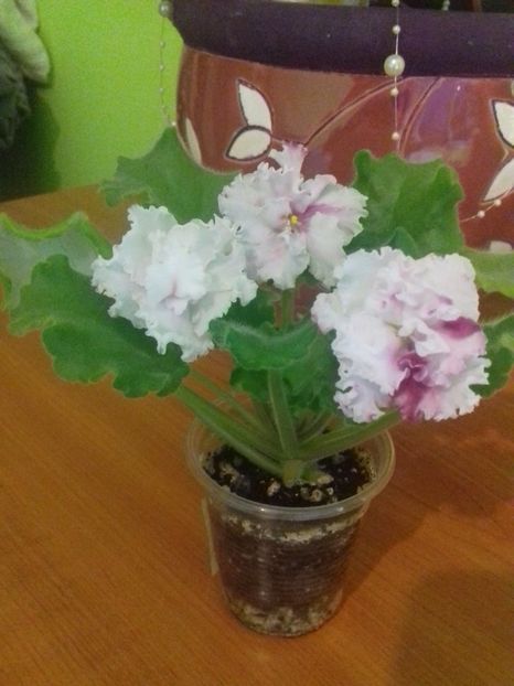 prima inflorire - Vzbitie slivky