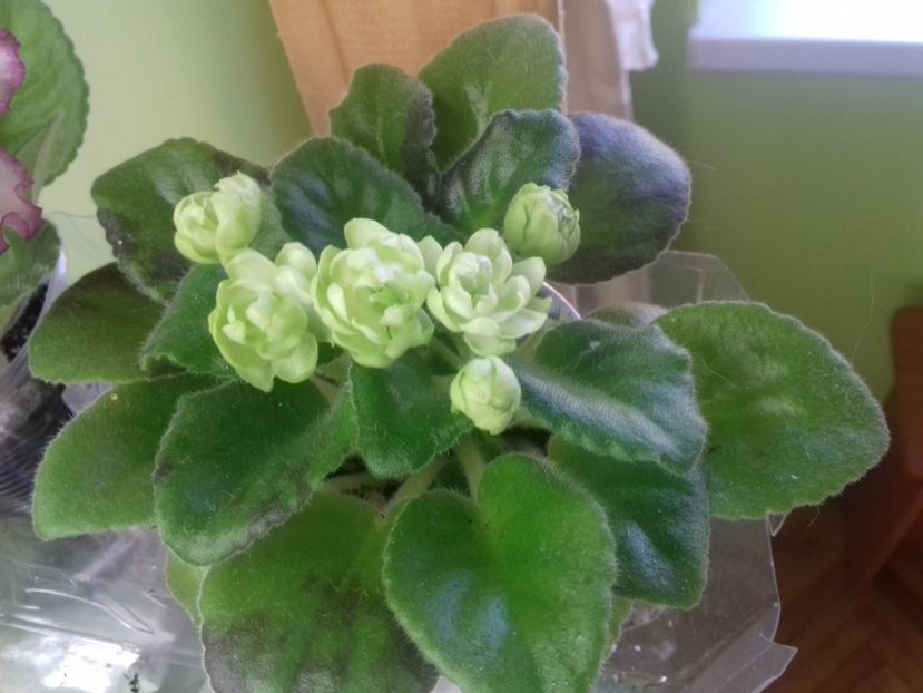 inflorita la mine - Snejniy Gheorghin