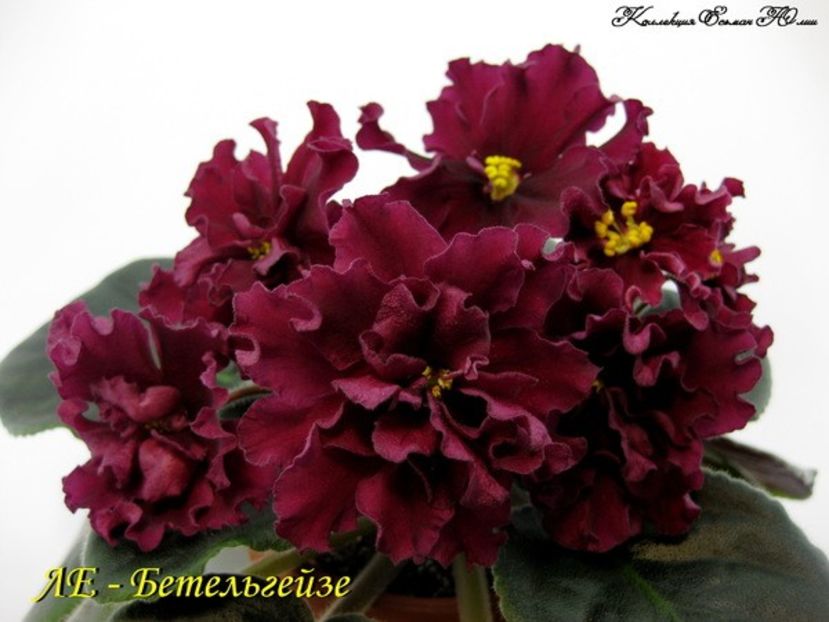 poza net - Beteligheyze