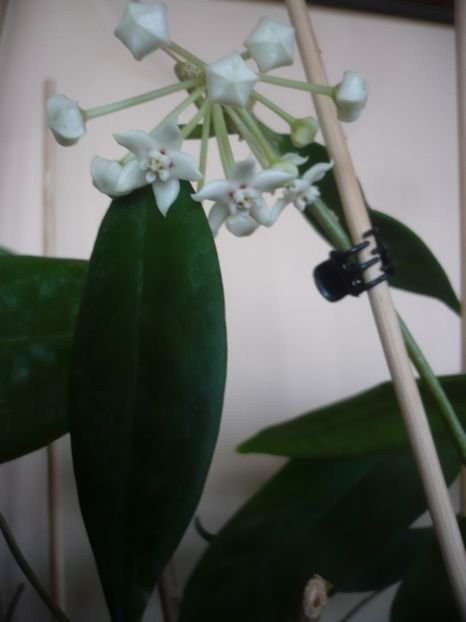 P1400810 - HOYA 2019