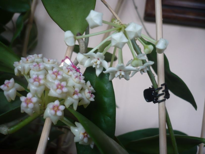 P1400817 - HOYA 2019