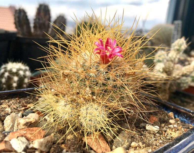 Mammillaria leptacantha - Cactusi 2019