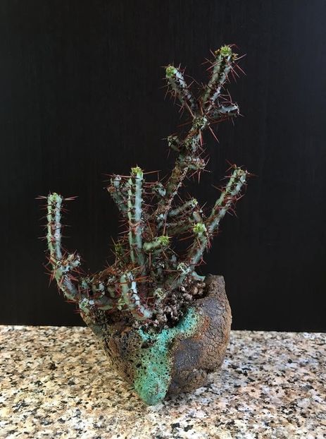 Mark Follon: Euphorbia aeruginosa - Vase - aranjamente - accesorii