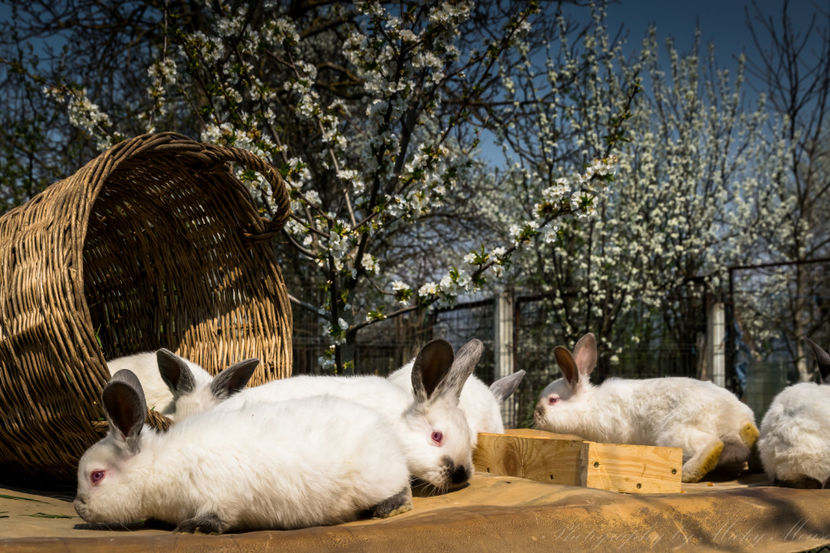 Californieni la doua luni si zece zile - Prima generatie 2019