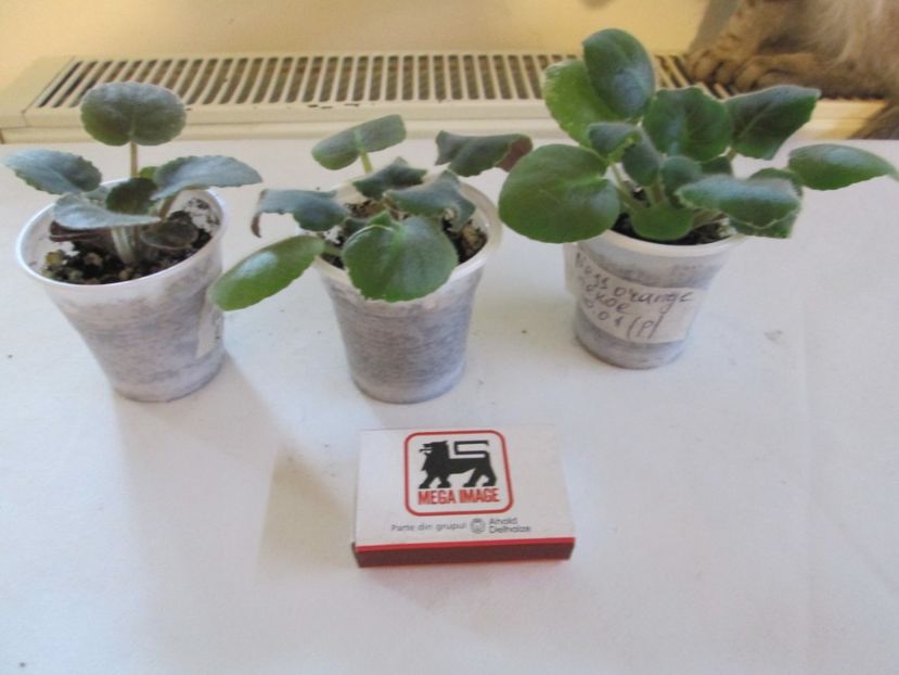 disponibil - Ness Orange Pekoe