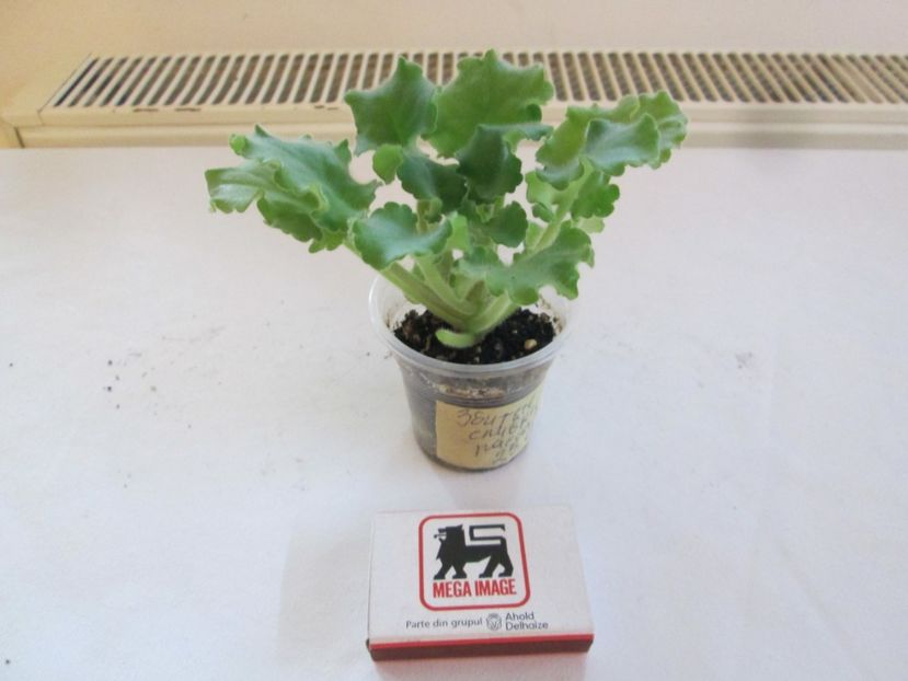 epuizat - Vzbitie slivky