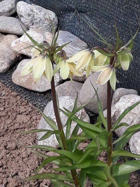  - Primavara 2019-2022