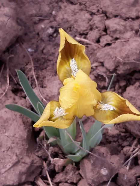  - Primavara 2019-2022