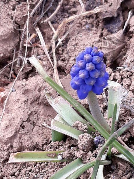  - Primavara 2019-2022