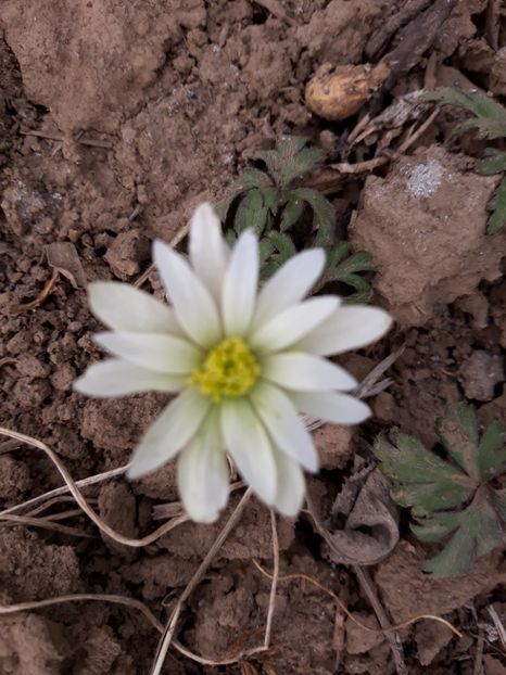  - Primavara 2019-2022