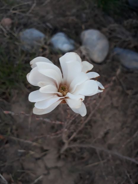  - Primavara 2019-2022