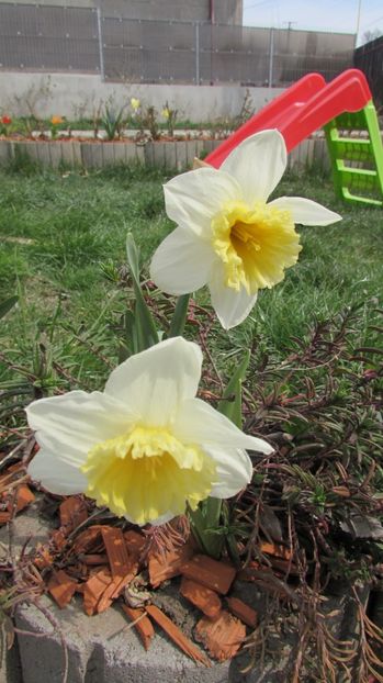  - A A Flori de gradina 1