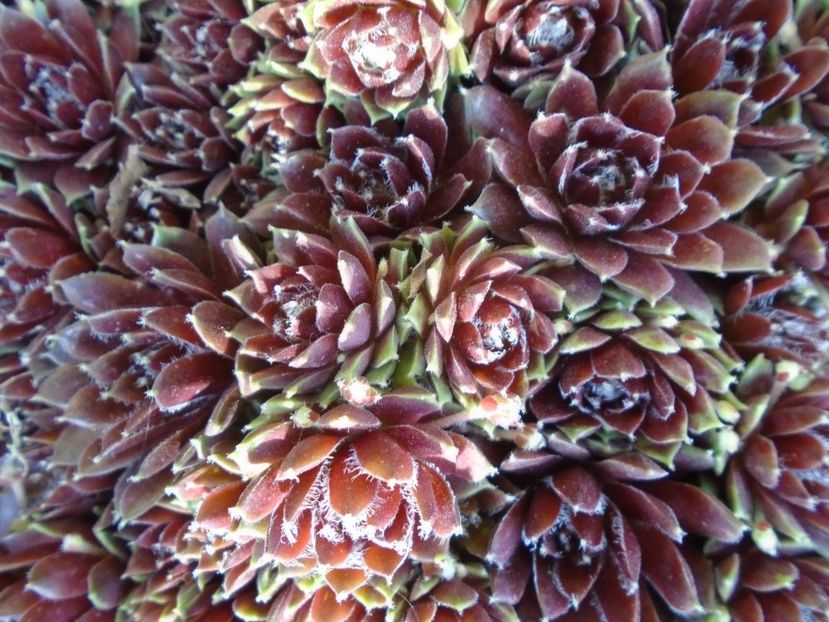 Sempervivum - Primavara 2019