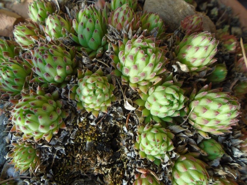 Sempervivum - Primavara 2019
