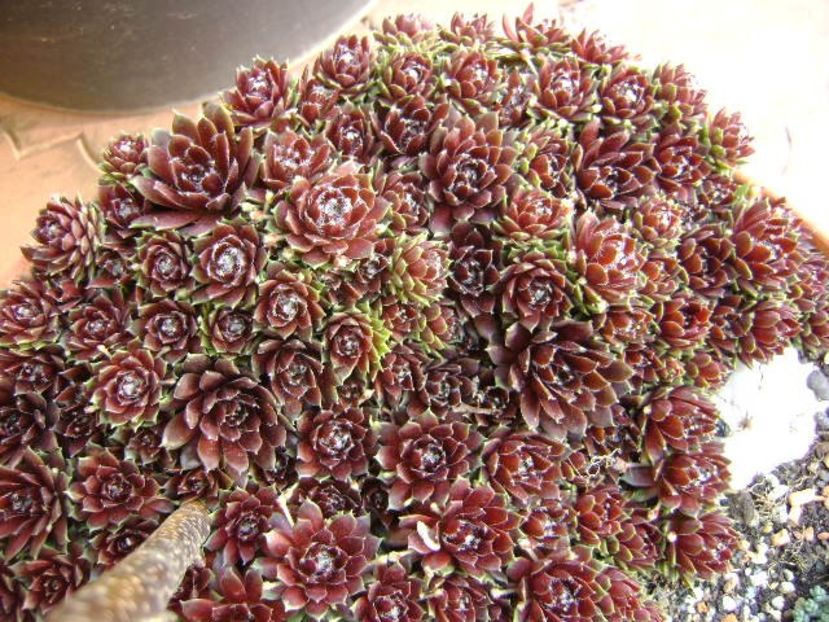 Sempervivum - Primavara 2019