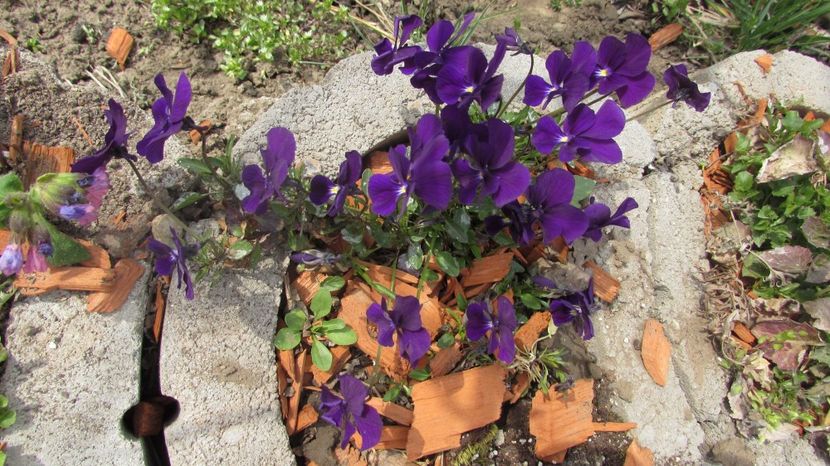  - A A Flori de gradina 1