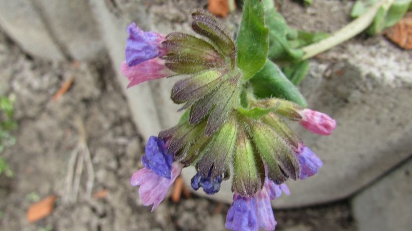  - A A Flori de gradina 1