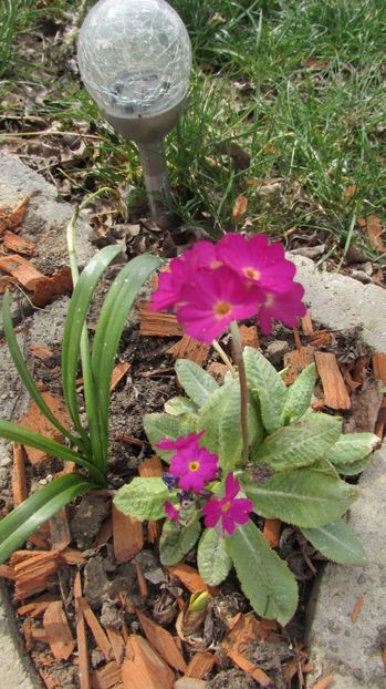  - A A Flori de gradina 1