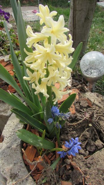  - A A Flori de gradina 1