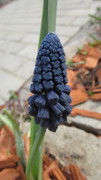  - A A Flori de gradina 1