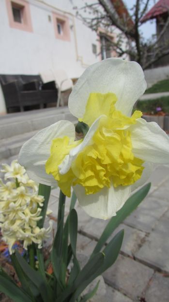  - A A Flori de gradina 1