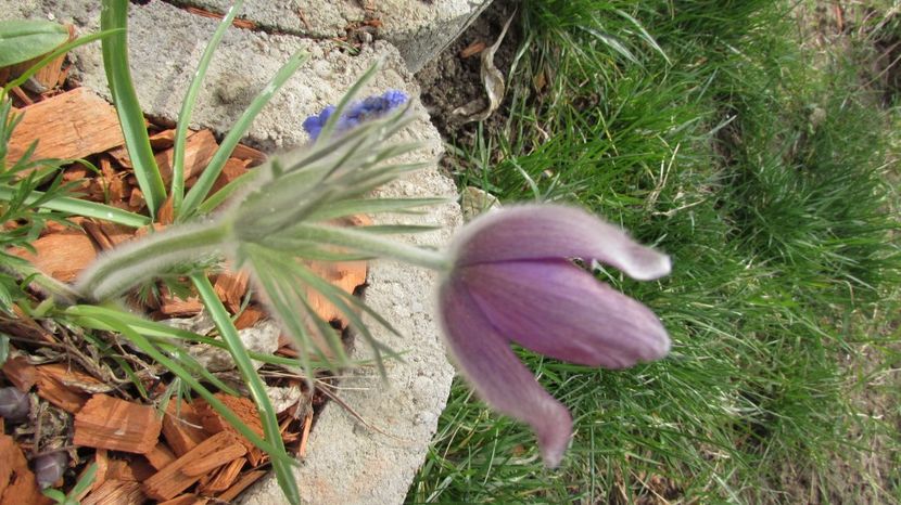  - A A Flori de gradina 1