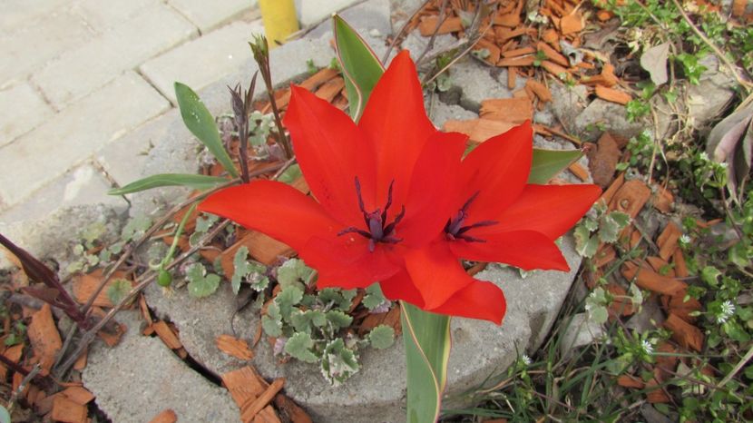  - A A Flori de gradina 1