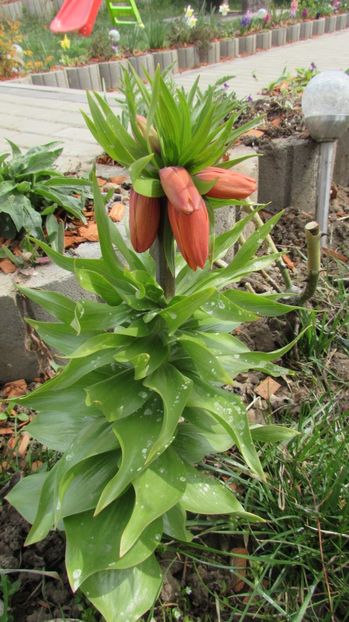  - A A Flori de gradina 1