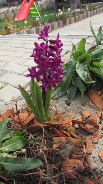  - A A Flori de gradina 1