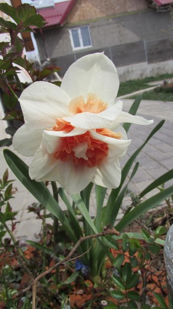  - A A Flori de gradina 1