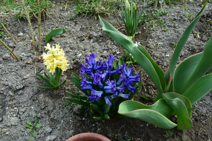  - Primavara lui 2019 in gradina mea