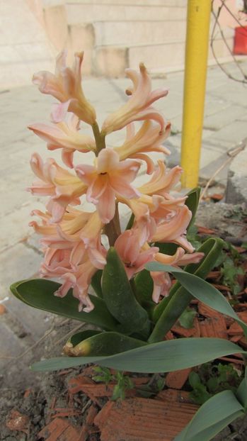  - A A Flori de gradina 1