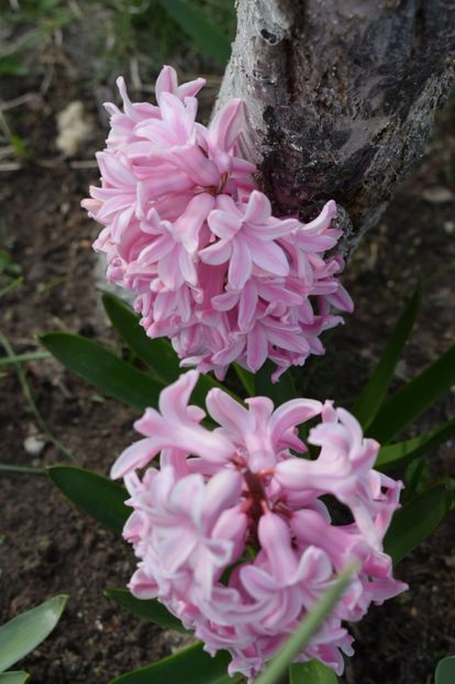  - Primavara lui 2019 in gradina mea