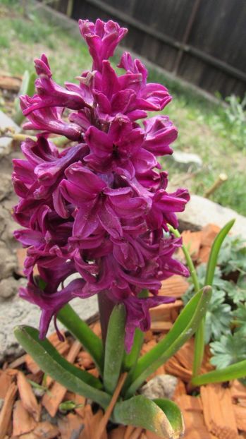  - A A Flori de gradina 1