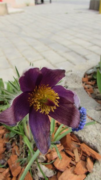  - A A Flori de gradina 1