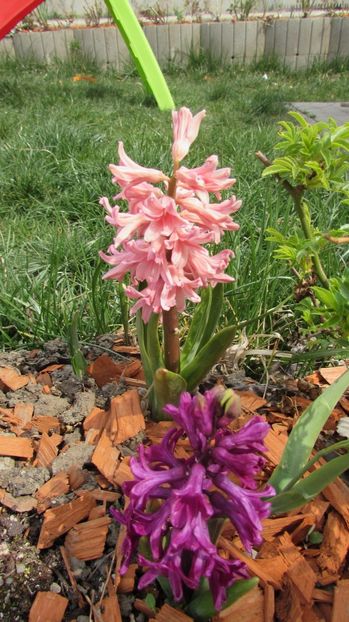  - A A Flori de gradina 1