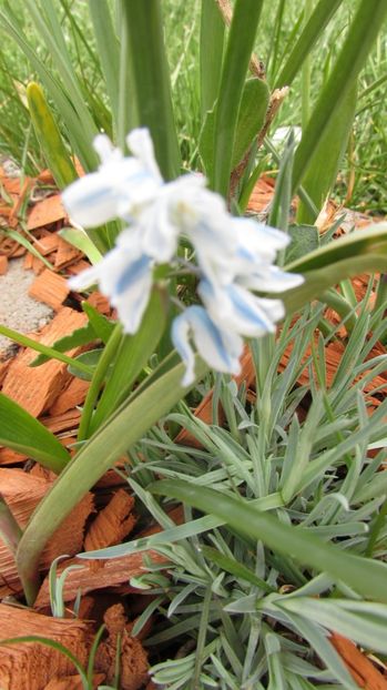  - A A Flori de gradina 1