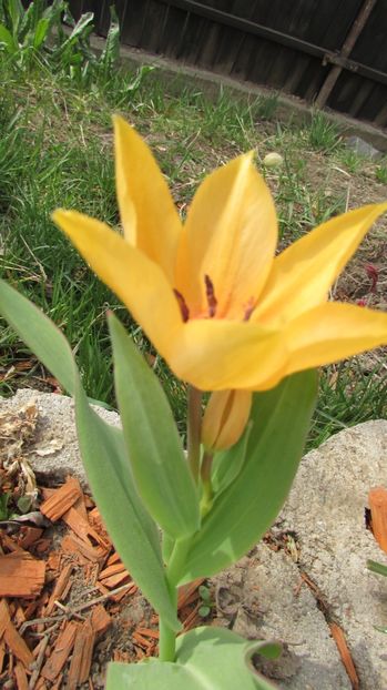  - A A Flori de gradina 1