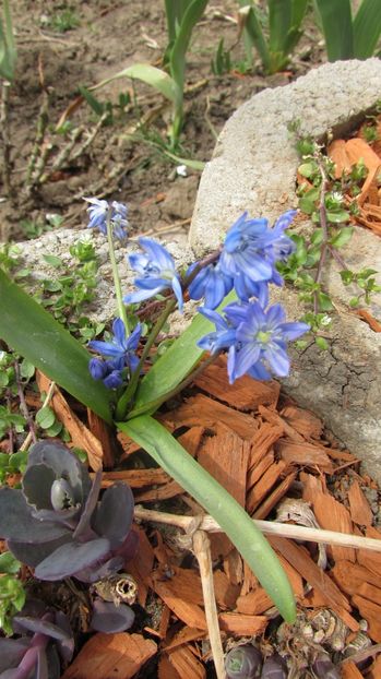  - A A Flori de gradina 1