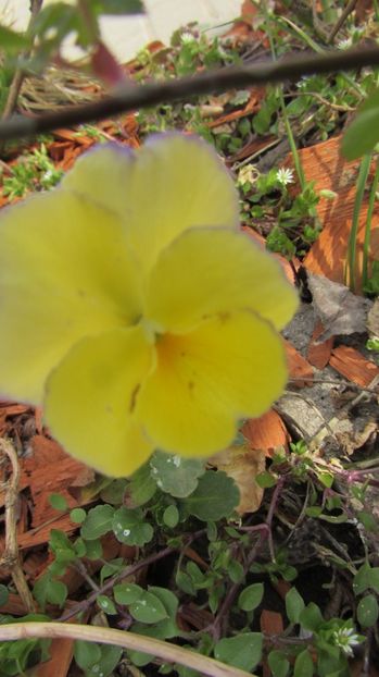  - A A Flori de gradina 1