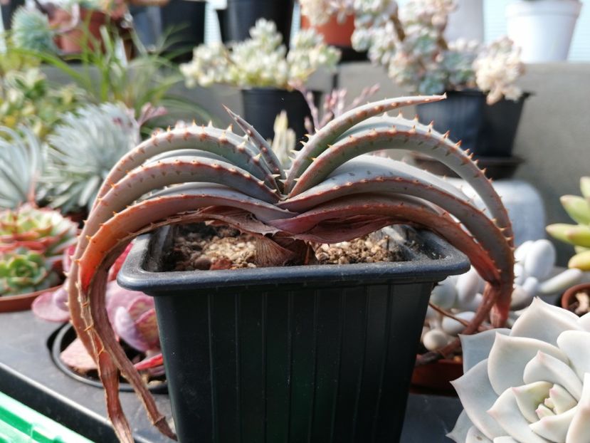 Aloe suprafoliata - Aloe